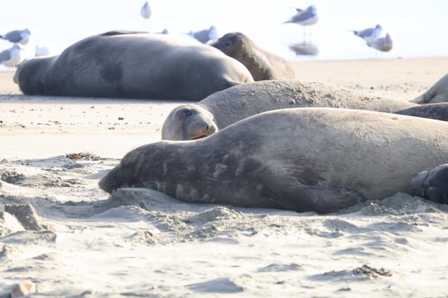 Elephant Seals Resting on Sandy Beach at Drakes Beach