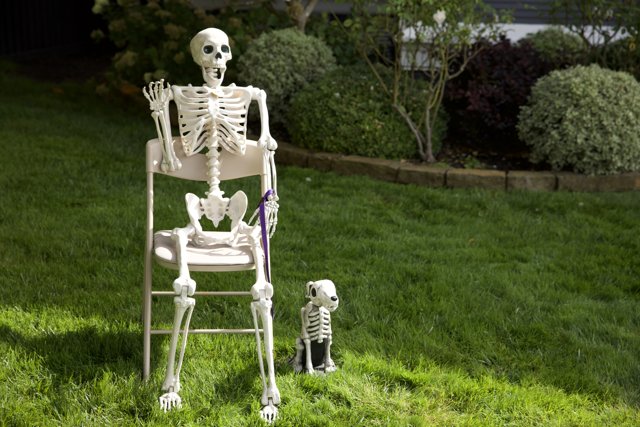 Bone-chilling Backyard Visitor