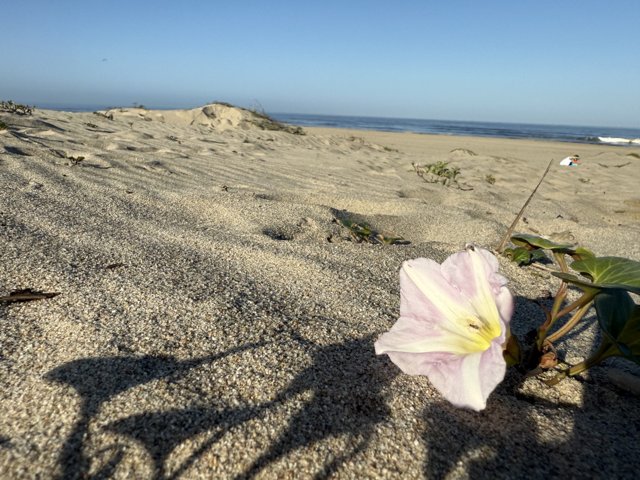 Tranquil Beauty at Oxnard Beach