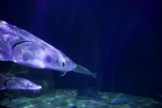 Stunning Sturgeon Display at Aquarium of the Bay