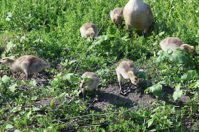 Canada Goose Family Foraging in Green Meadow