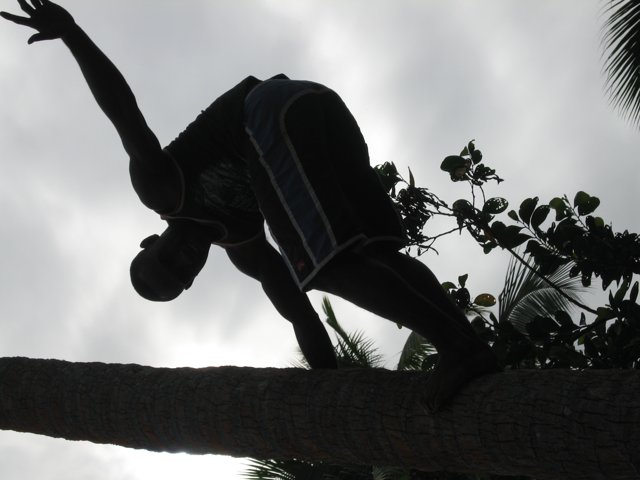 Silhouette of a Man Climbing a Palm Tree