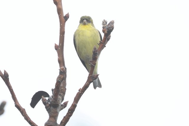 American Goldfinch Perched on Bare Winter Branch