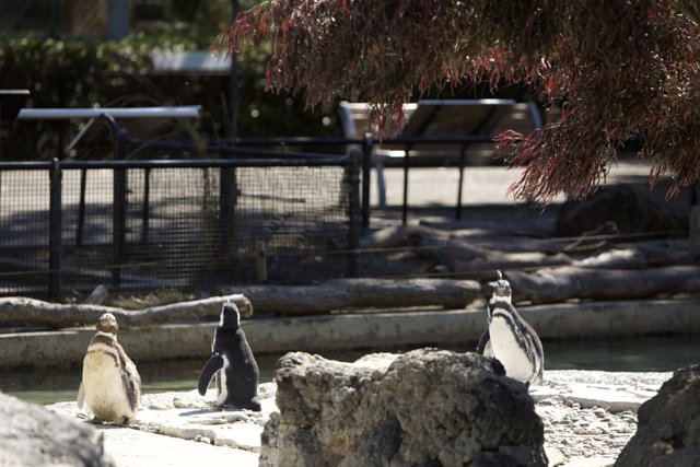 Assembly of Penguins at the SF Zoo