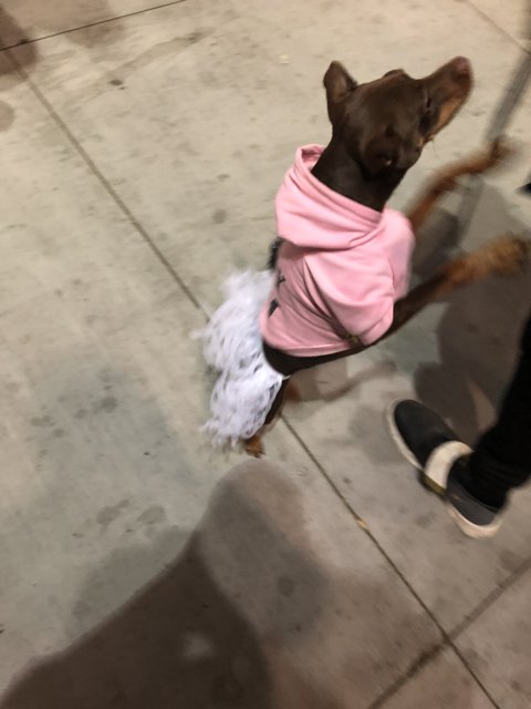 Pup Fashionista