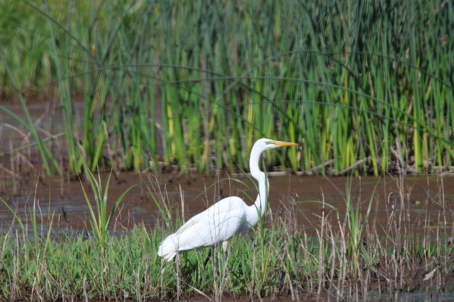 Great Egret Hunting in Flooded Rice Field