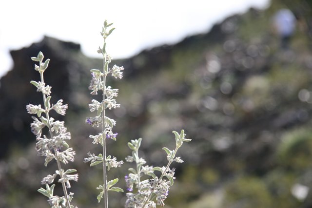 White Snapdragon Blooms amongst the Rocks