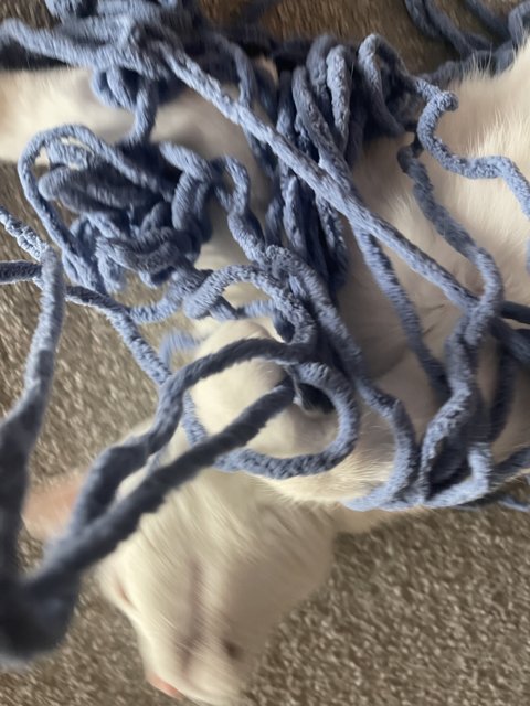 Cozying Up with Blue Yarn