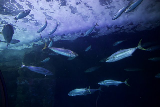 Underwater Symphony at Aquarium of the Bay, 2024