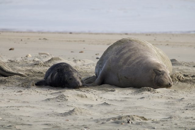 Northern Elephant Seal Mother and Newborn Pup Resting