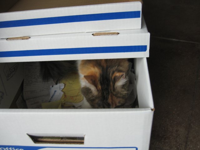 Cat in a Cardboard Box