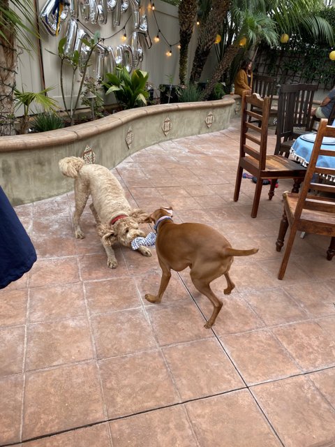 Dog Fight in the Patio