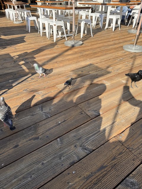 Feathered Friends on the Deck