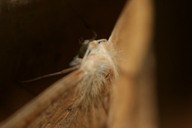 Elegant Moth Pose