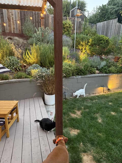Evening Harmony in the Backyard