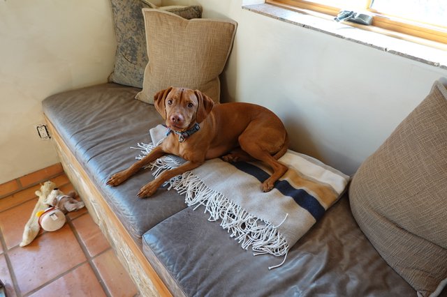 Comfortable Dog Relaxing on Living Room Daybed