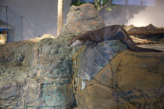 The Otter Exhibit at the Aquarium of the Bay, 2024