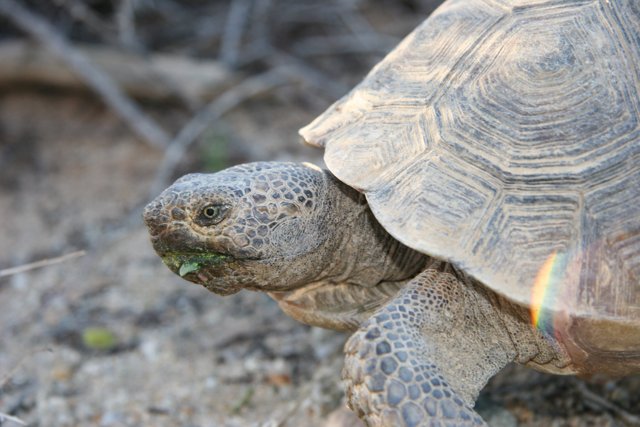 Side Profile of Tortoise