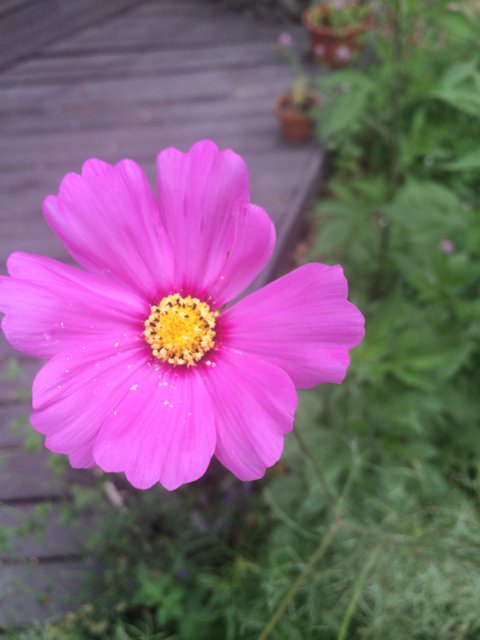 Pink Daisy on Wooden Deck