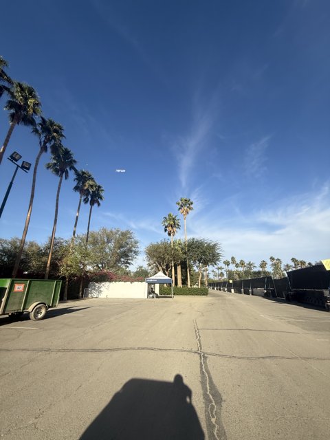 Desert Pathway Under Palm Skies