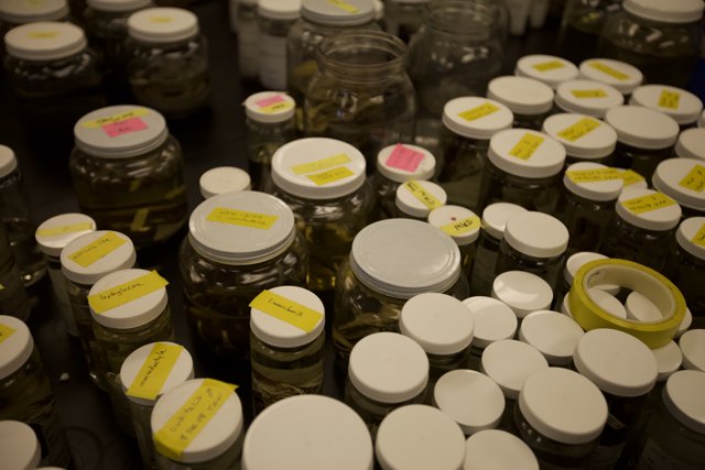 Jars galore at California Science Center