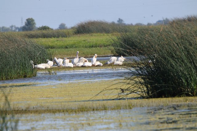 White Pelicans Resting on Island in Wetland Marsh