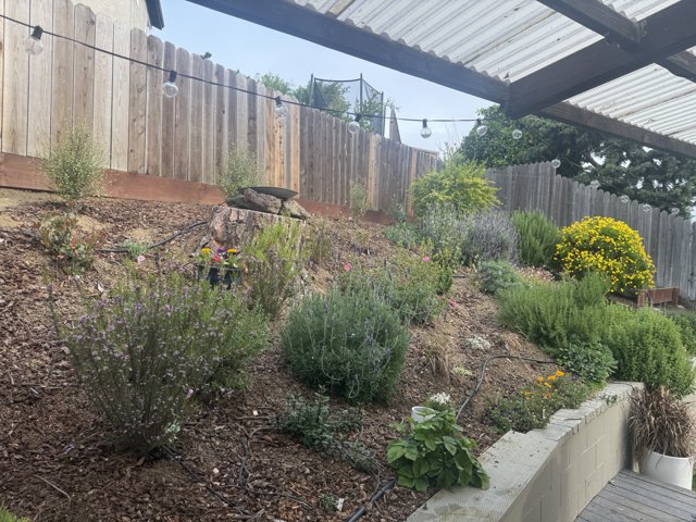 Backyard Oasis