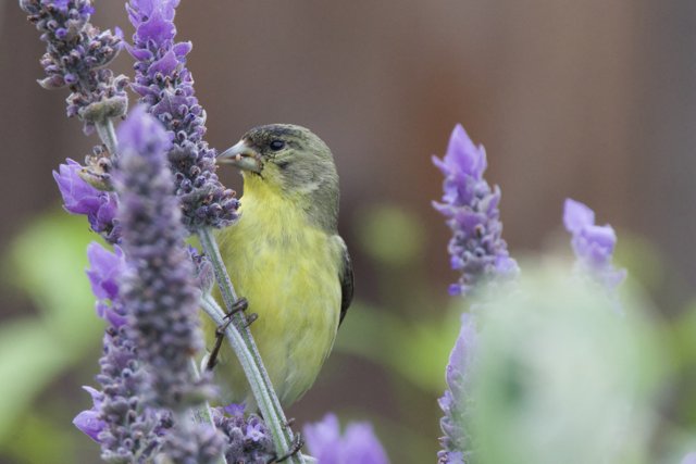 Harmony in Bloom
