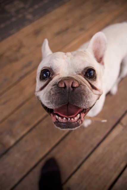 Awe-stricken French Bulldog in LA