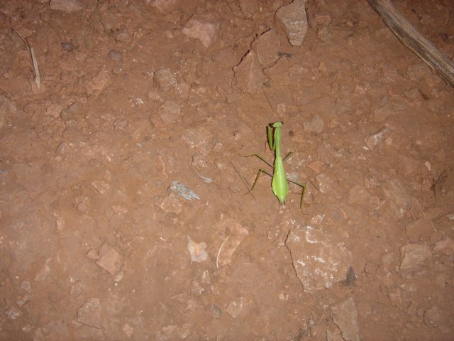 The Praying Mantis in its Natural Habitat