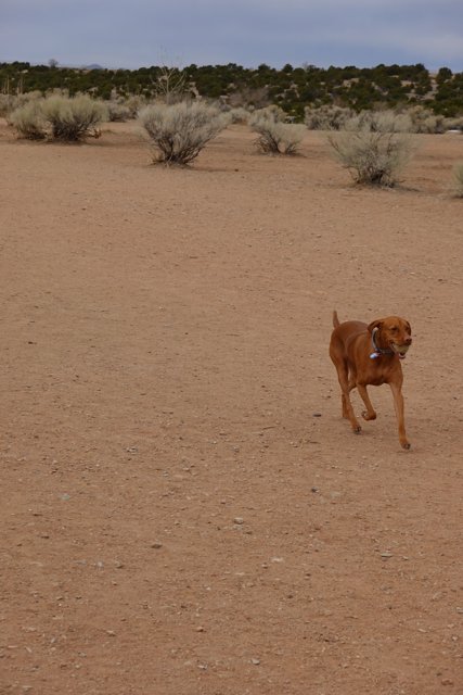 Running Free in the Desert