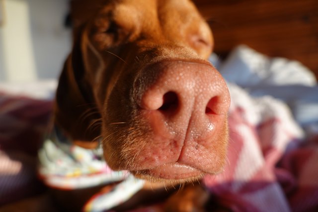 Close-Up Dog Nose Portrait