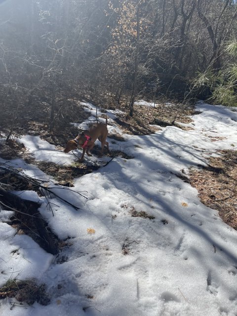 A Canine's Winter Walk