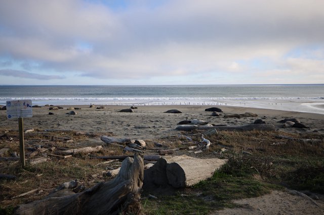 Elephant Seals Resting on Drakes Beach at Sunset