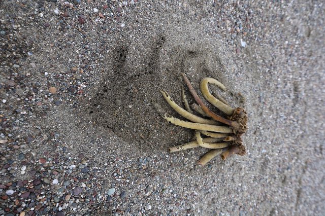 Washed Ashore: Kelp Holdfast on Sandy Beach