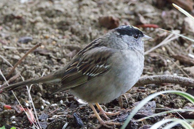 Tranquil Sparrow in the Garden
