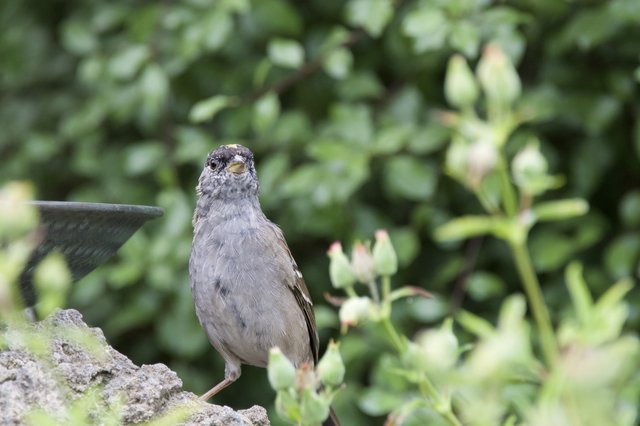 Curious House Sparrow Perched on Stone Garden Feature