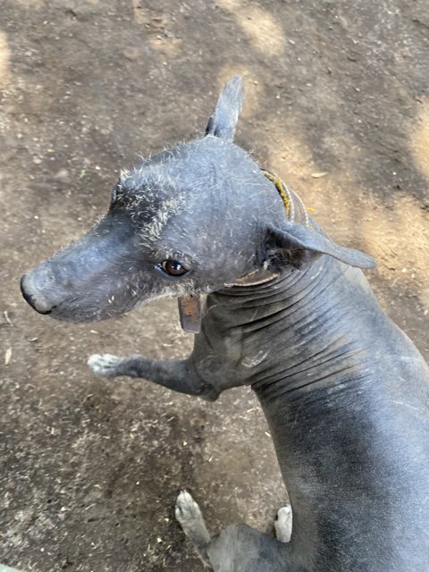 Majestic Canine in Xochimilco Soil