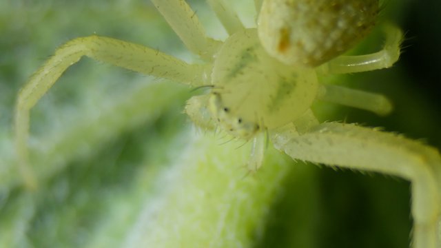 Translucent Green Crab Spider in Extreme Closeup