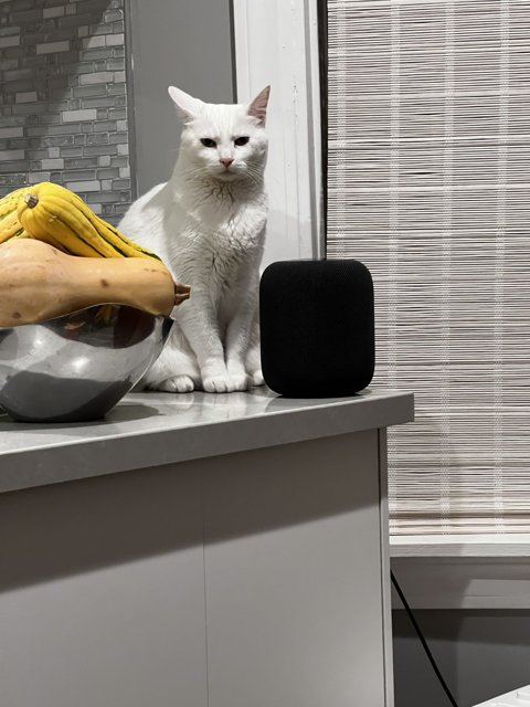 The White Cat and Its Apple Homepod
