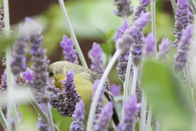 Serenity Among the Lavender