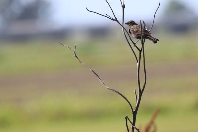 Small Bird Perched on Bare Branch in Wetlands
