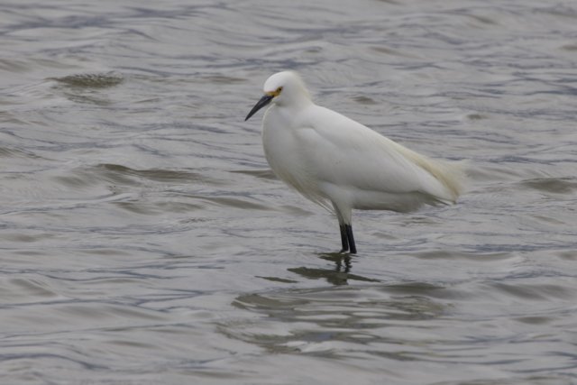 Graceful Sentinel of the Shallows
