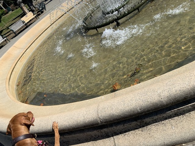 The Curious Canine at the Fountain