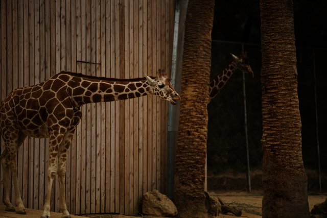 Oakland Zoo's Long-Necked Resident