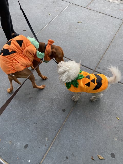 Halloween Canine Couture