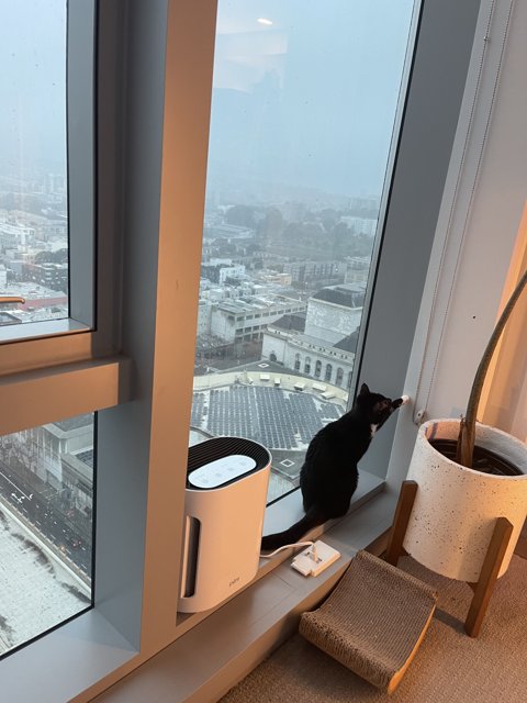 Urban Cat on Windowsill