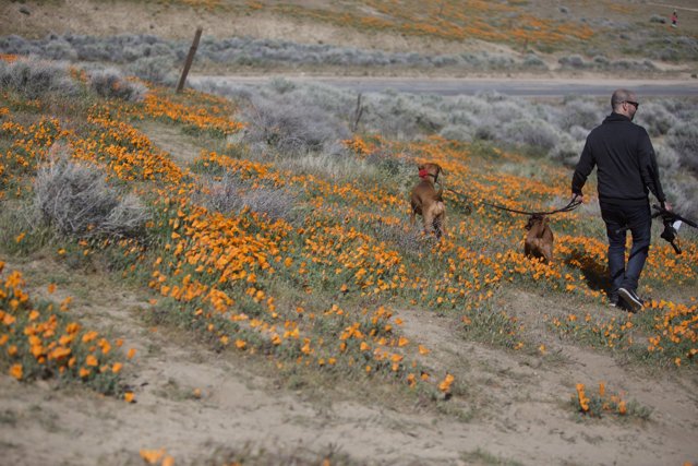 Walking the Poppies