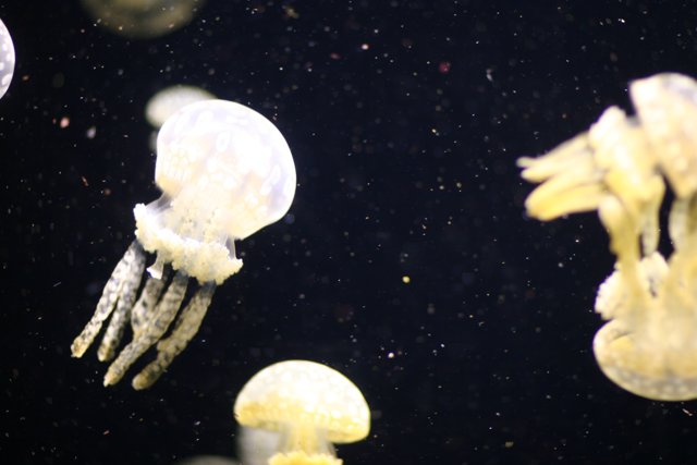 Captivating Jellyfish in the Aquarium