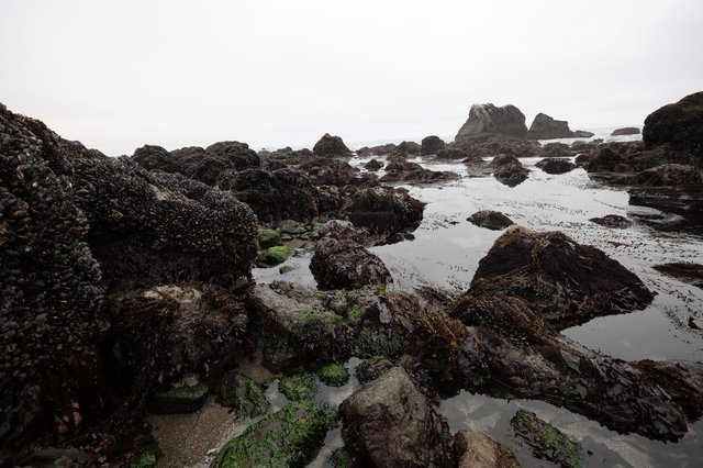 Rugged Tide Pools at Low Tide Schoolhouse Beach